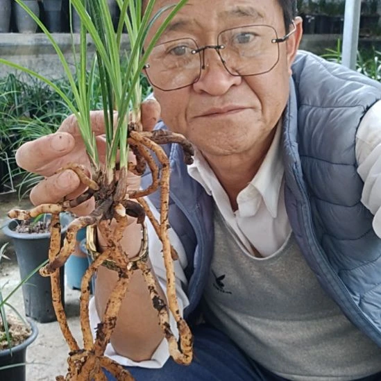 完全开放莲瓣兰的品种永怀素