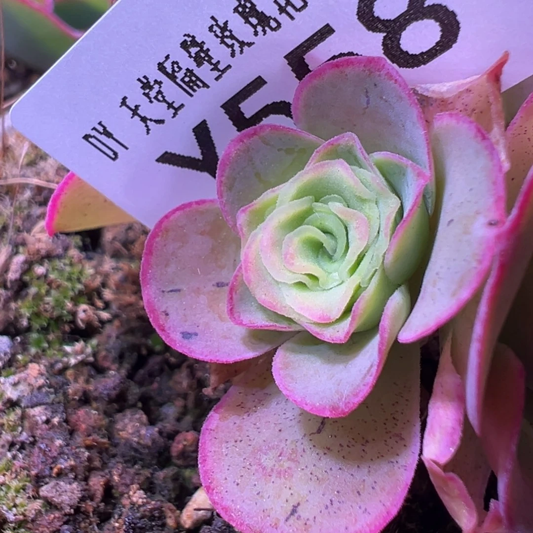 杨558 清欢侧芽