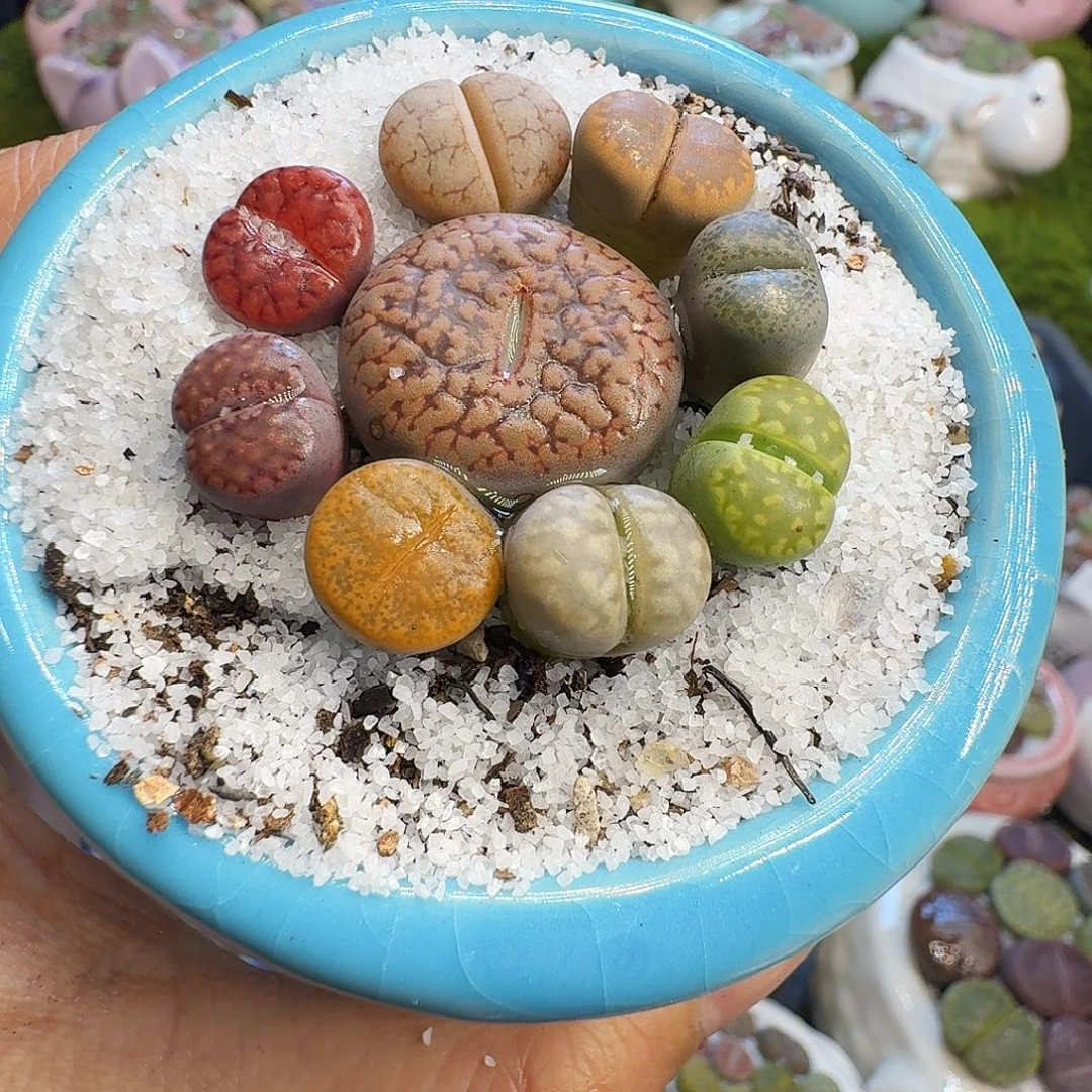 多肉植物福利冲650