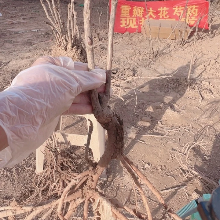 当前无花栽培后可以开花新七福神