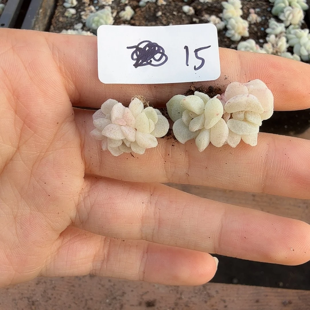 芒***妞芒果专拍冰玉石化2颗