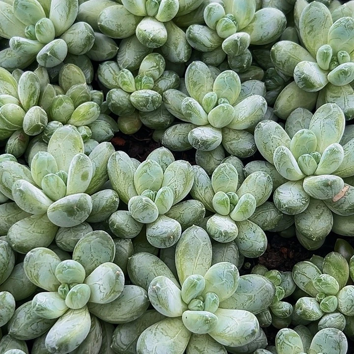 10颗美人系列多肉植物