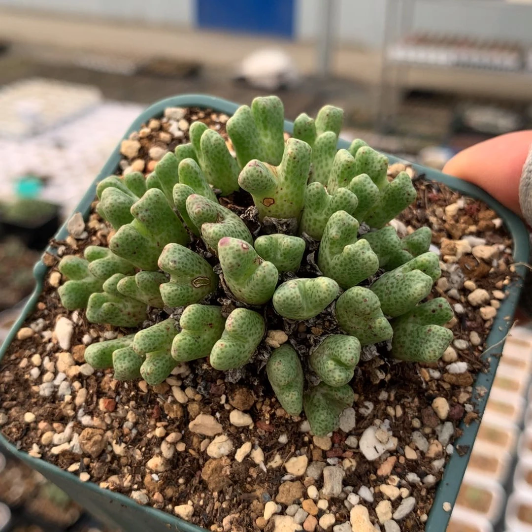 a989鹿角斑马母本