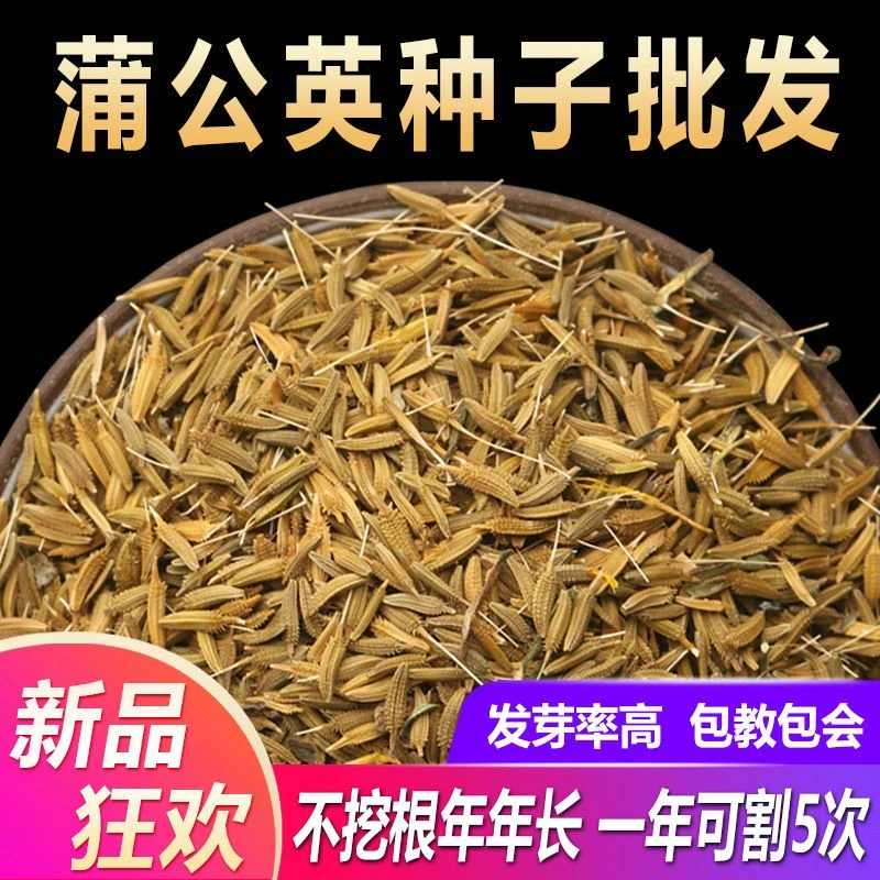 蒲公英种子新蒲公英的籽种春季四季阳台种植蔬菜种孑婆婆丁籽
