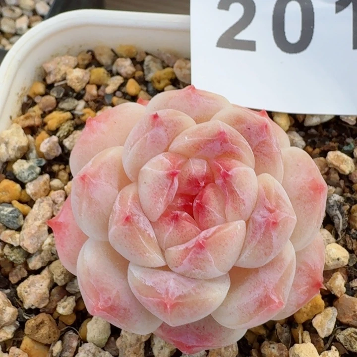 白巧冰魄         精控精养多肉植物