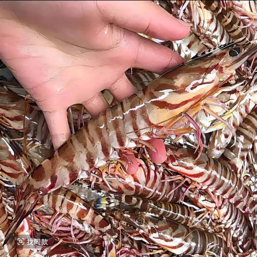 汕尾港野生 花虾 竹节虾 斑节虾 野生九节虾