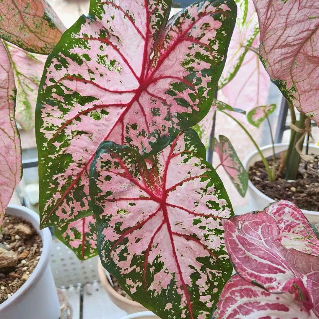 【卡洛琳（黑盆进口）彩叶芋】原盆原土室内好养创意观叶绿植