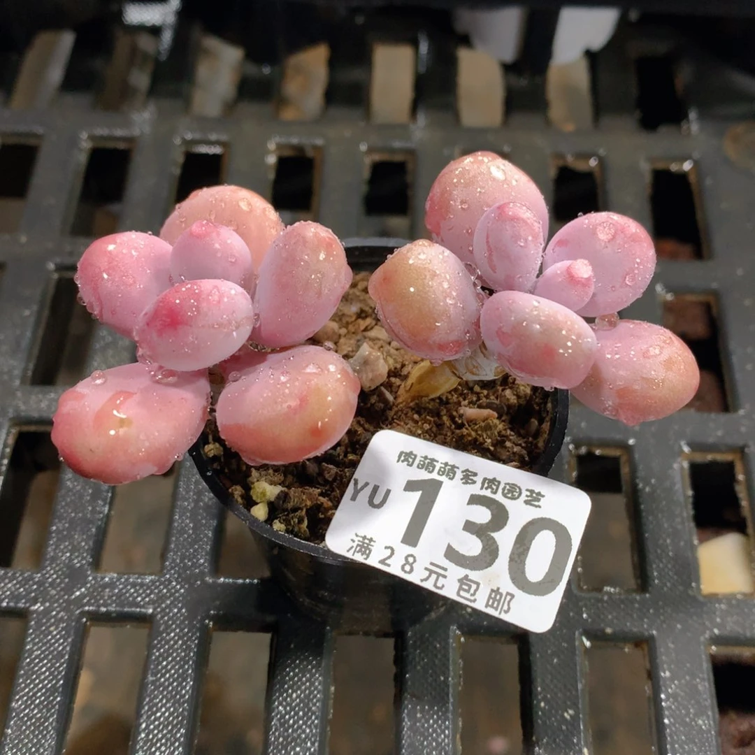 肉萌萌拇指盆精控多肉YU130