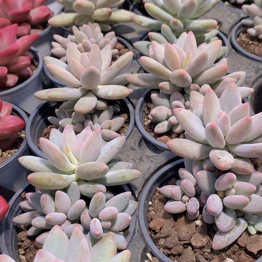 潜力股白兰地3567788899900