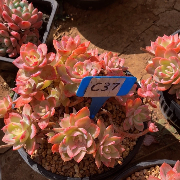 读肉哦哦自己误我2772722772