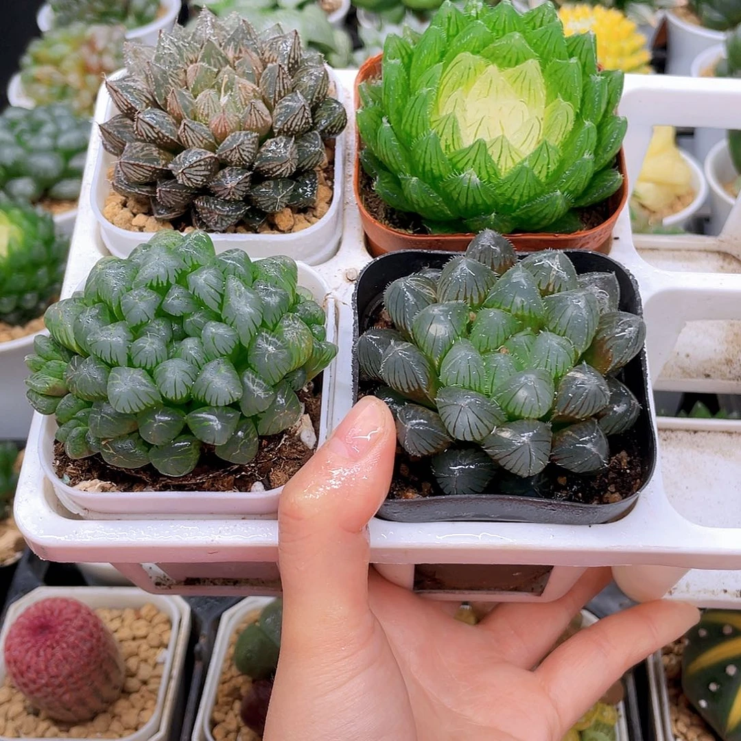 玉露四件套多肉，原盆