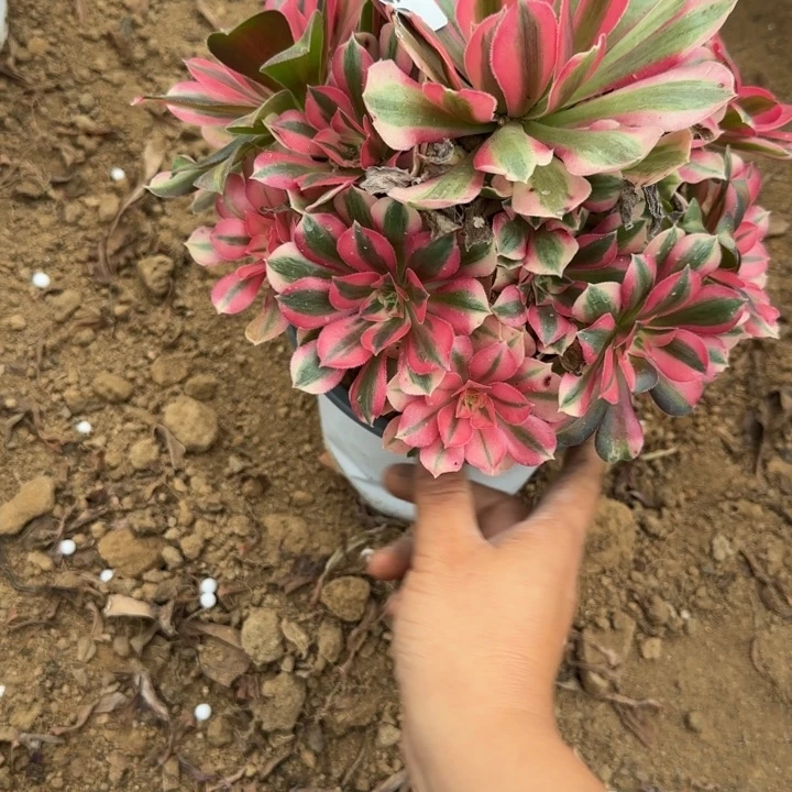 525 清棚处理不包断枝