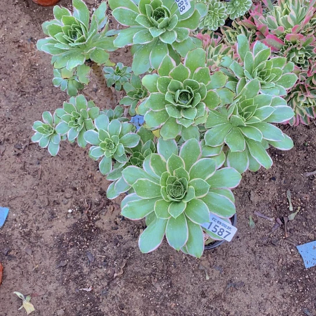 1588-1587 号一物一拍多肉植物