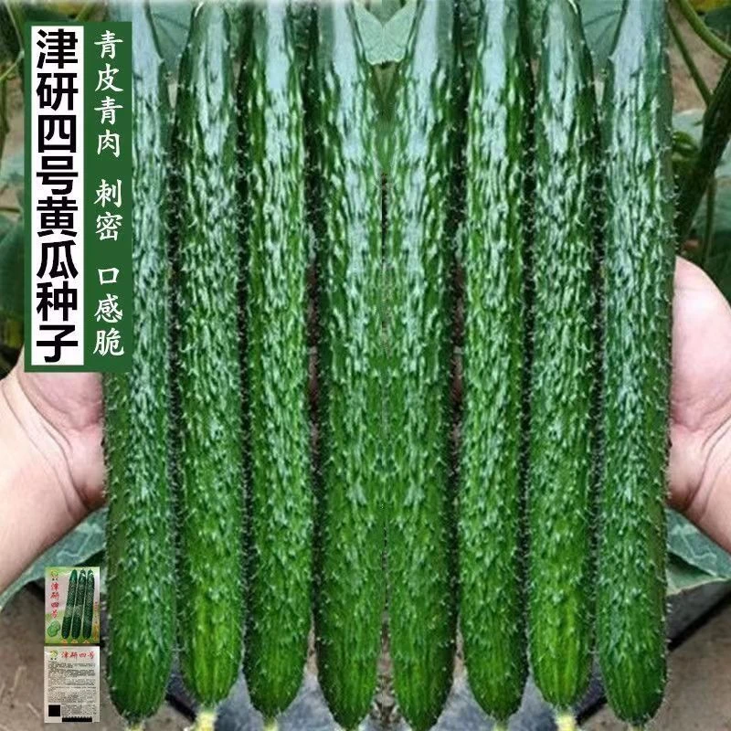 青黄瓜津研四号绿芯长黄瓜种子绿心密刺四季蔬菜种子旱黄瓜种籽