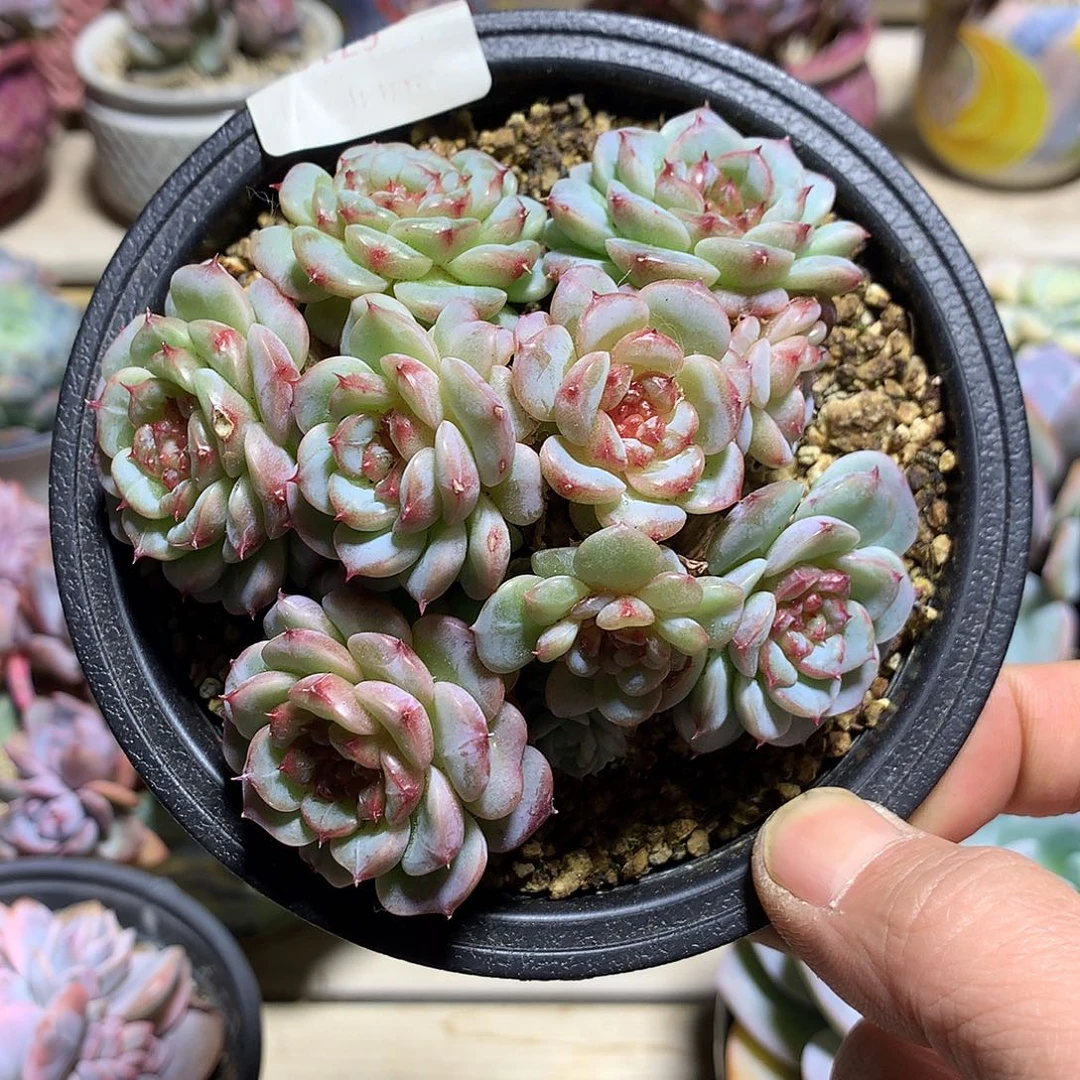 6716天鹅绒多肉一颗10厘米