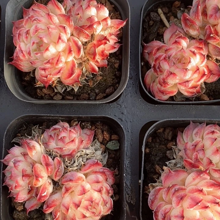 160马赛尔双头 福利多多