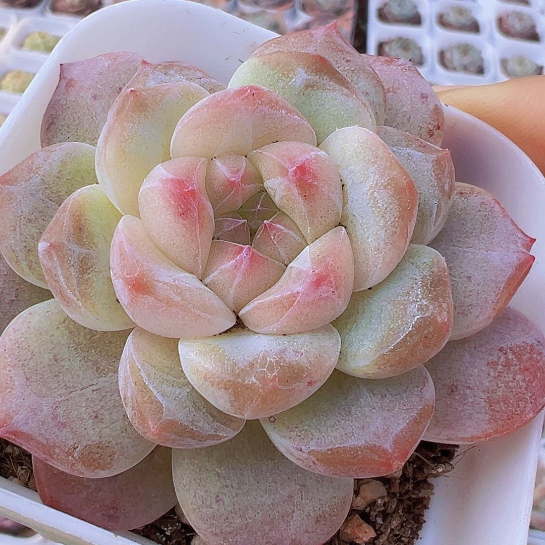 黛玉冰魄19包邮多肉