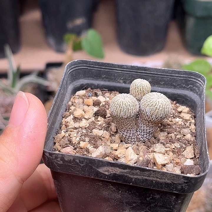 3头赤花精巧殿实生