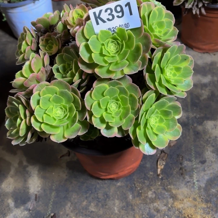 瑞妈，。。。。391奶白。不包断