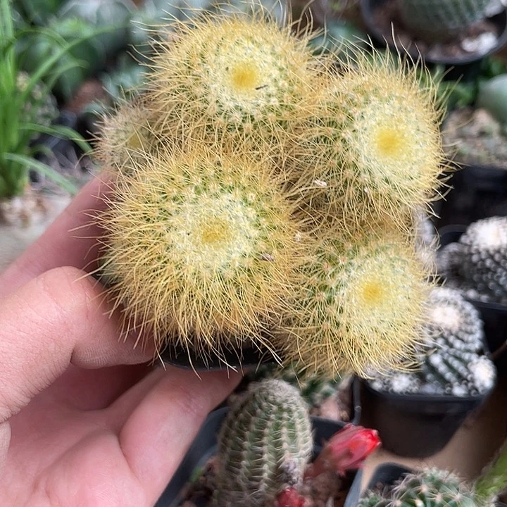 当前无花栽培后可以开花164仙人球开花植物