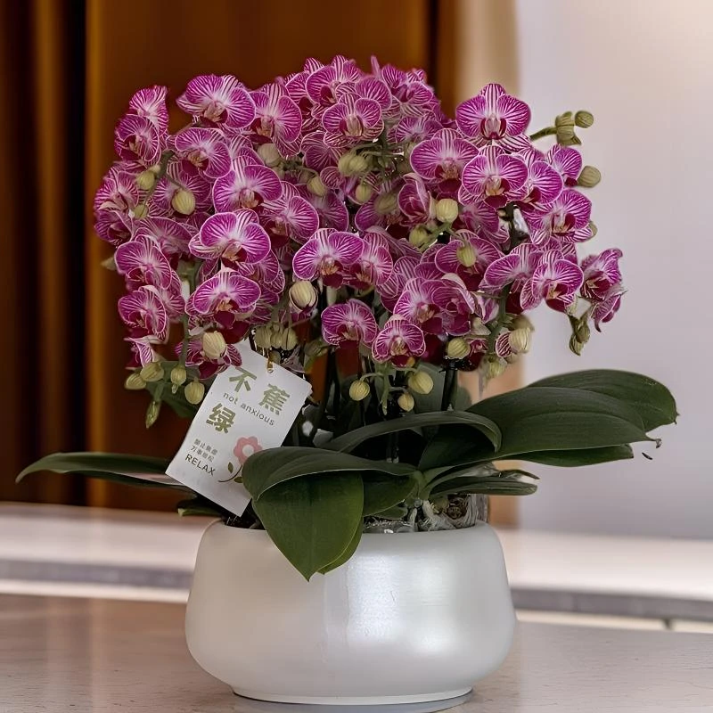 蝴蝶兰《奥利奥》紫白色系年宵花 基地直发 带花带苞 室内养4-8
