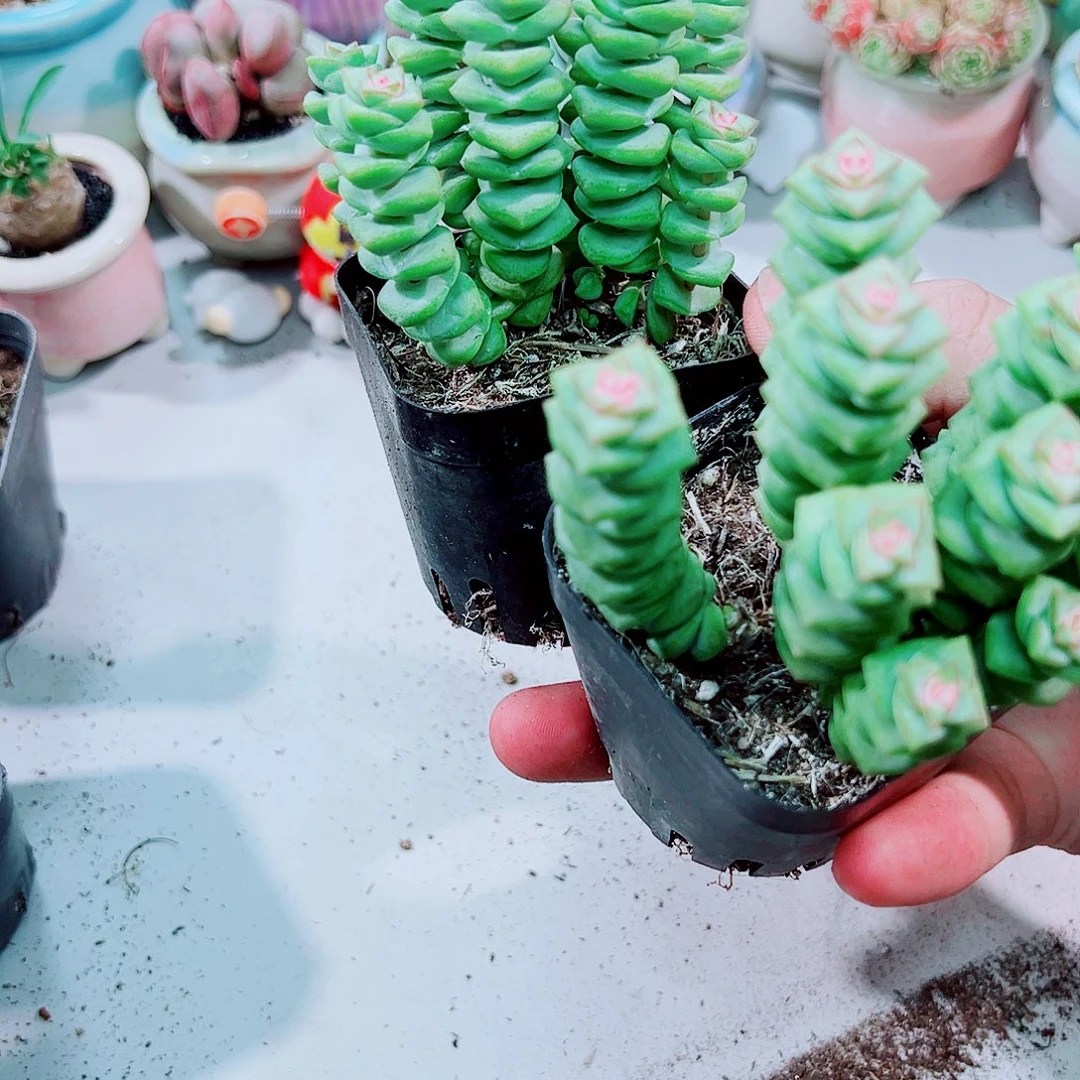 钱串串多肉植物带色满15包邮