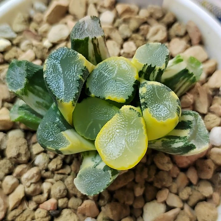 283号 糯窗万象锦 5.2厘米左右一物一拍带盆