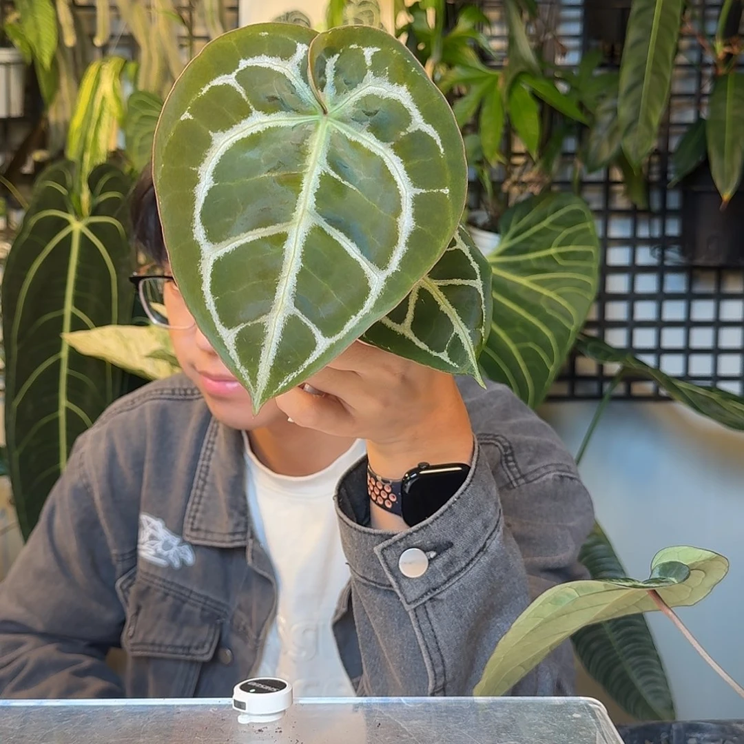 完全开放小钻石杂V146