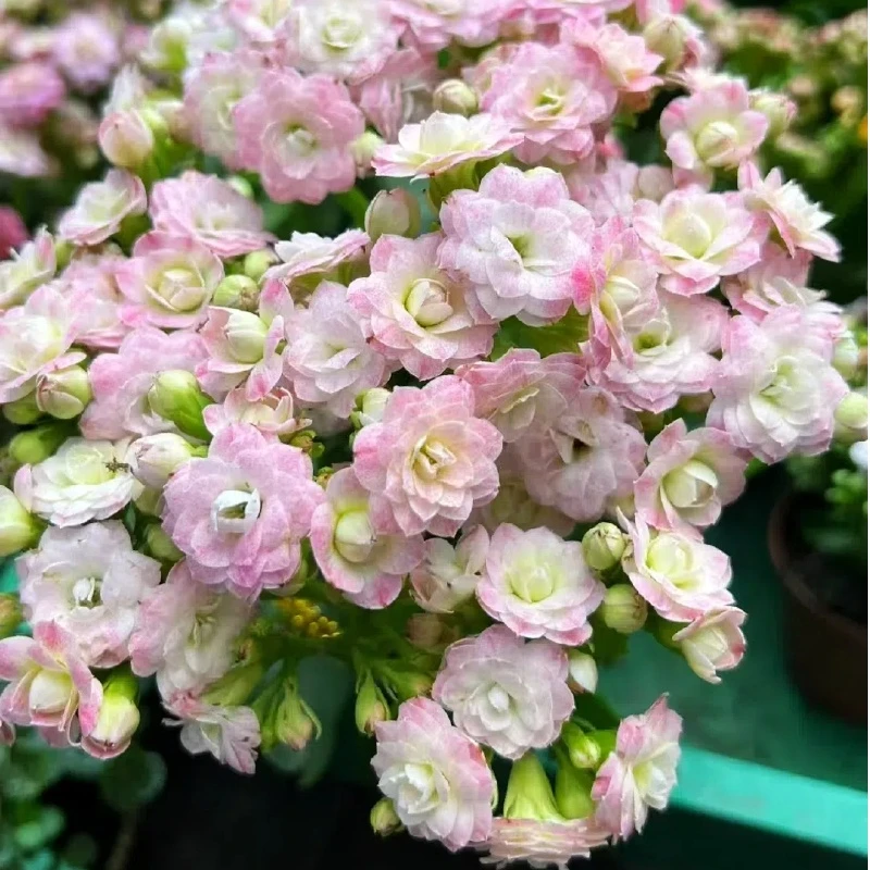 【浪漫樱花】带花苞重瓣长寿花110盆