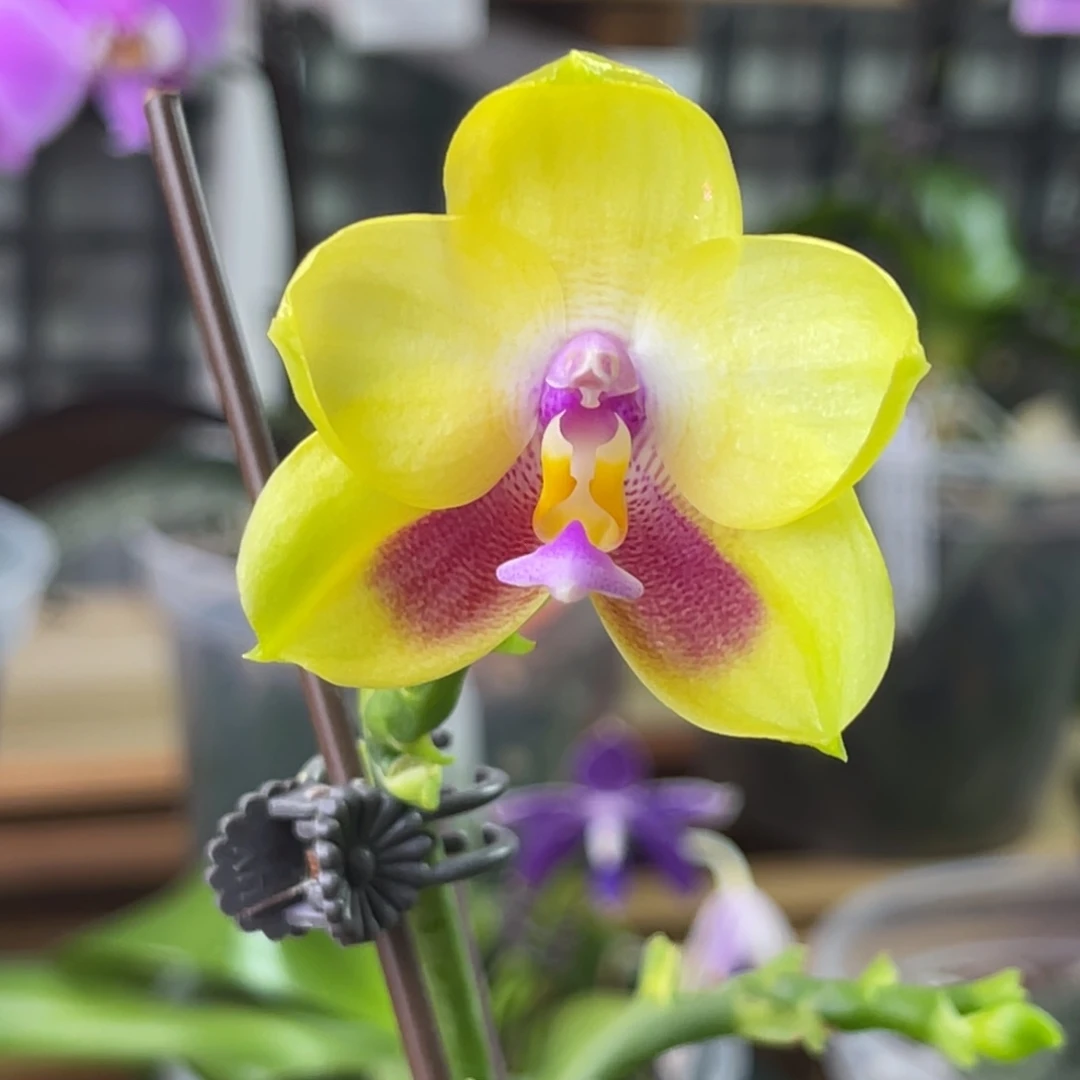 完全开放弥陀229-1236