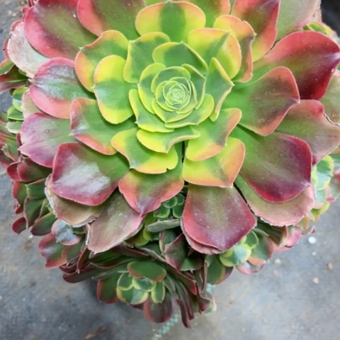 多肉植物特斯拉锦