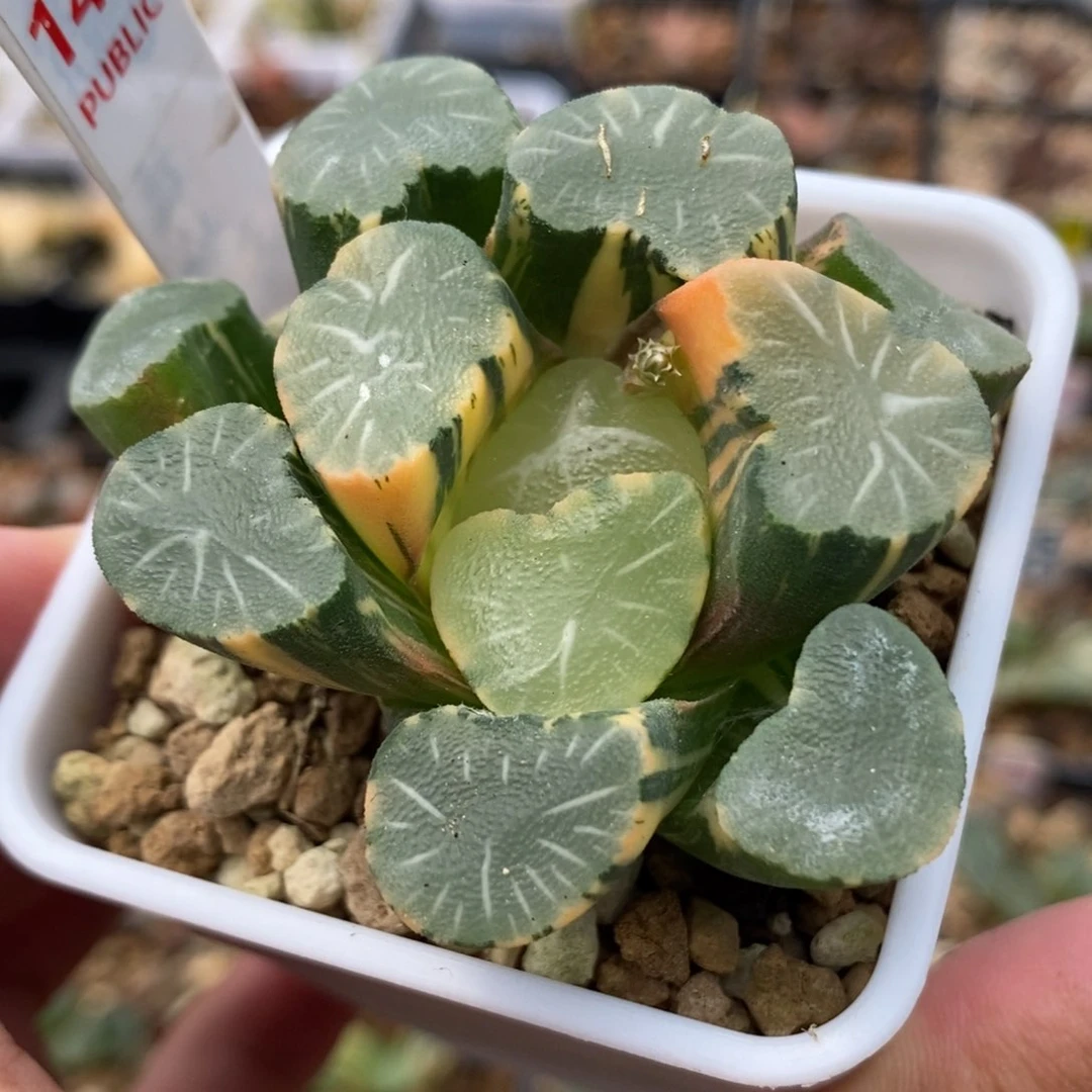 147欧大宝实生万象锦一物一拍