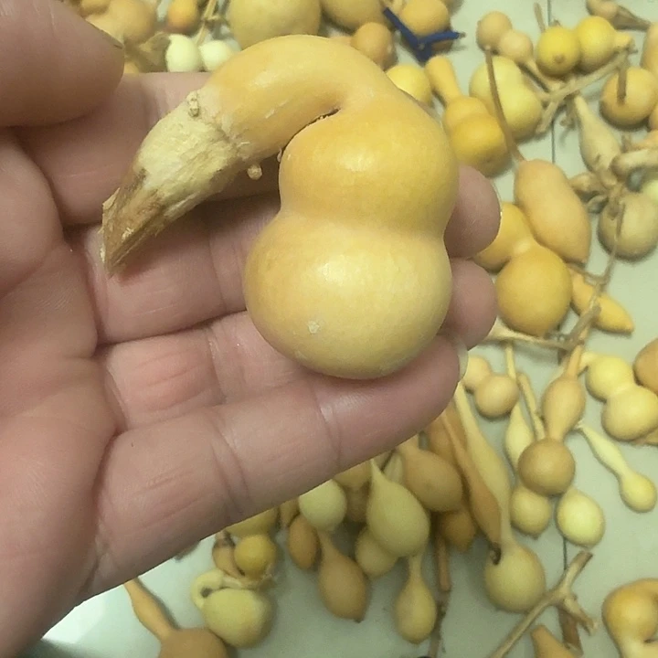弯嘴葫芦一件喜欢下单