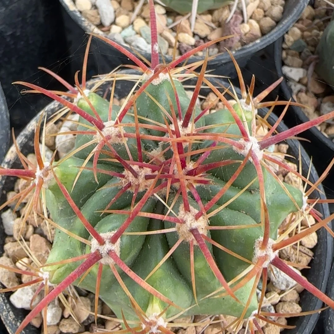 030实生红洋丸多肉