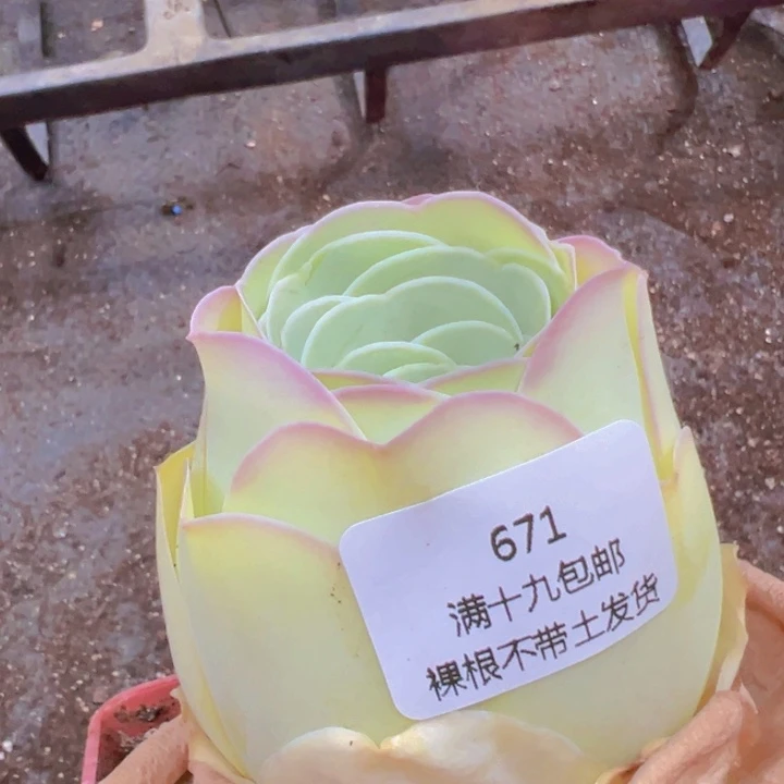 671蛋黄裸根不带土发货不包损