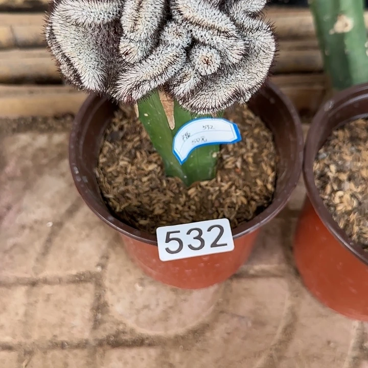 福嫁接直刺佩雷缀532