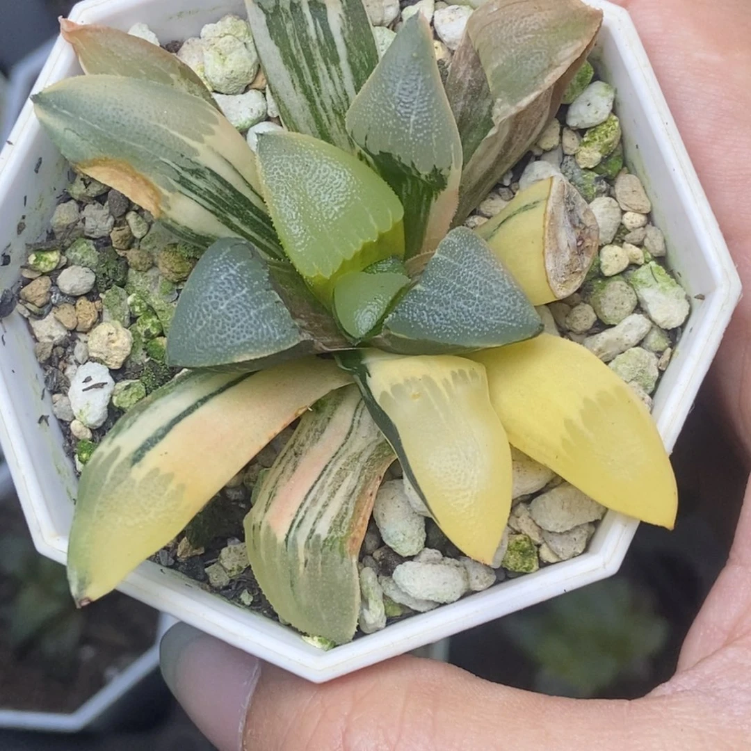 特价极上斑克锦一物一拍