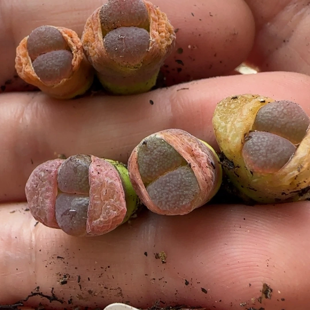 【闪购商品】再****@7966