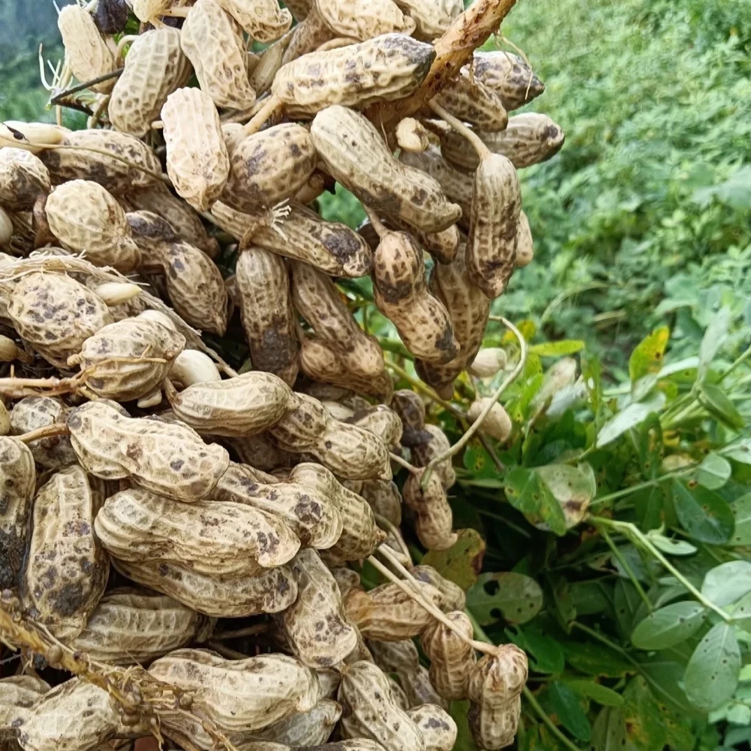 贵州遵义高山自家种植现挖现发的生花生新货新鲜花生新鲜蔬菜
