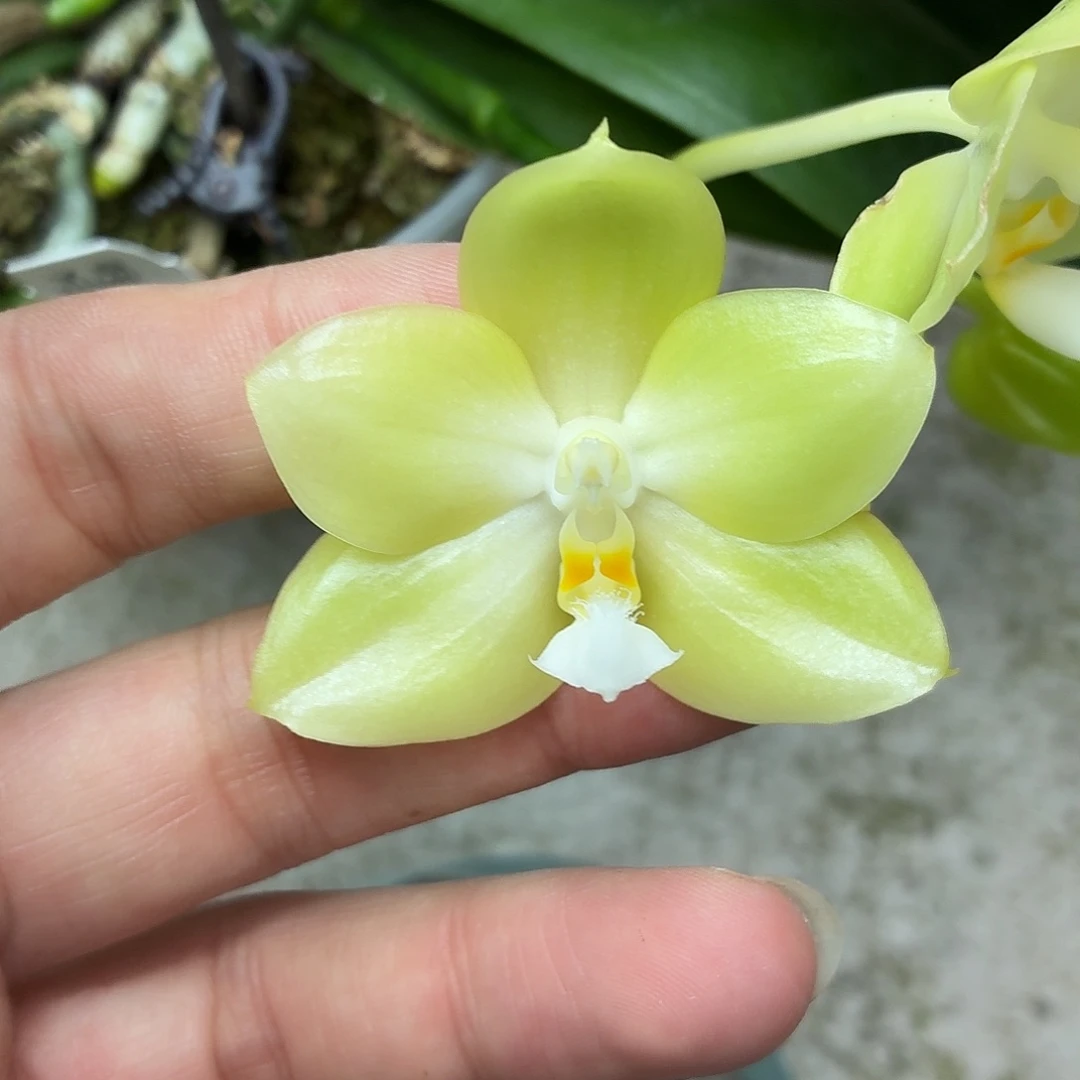 当前无花朵，栽培后可花朵A5470yss1145六花剑花苞开花株