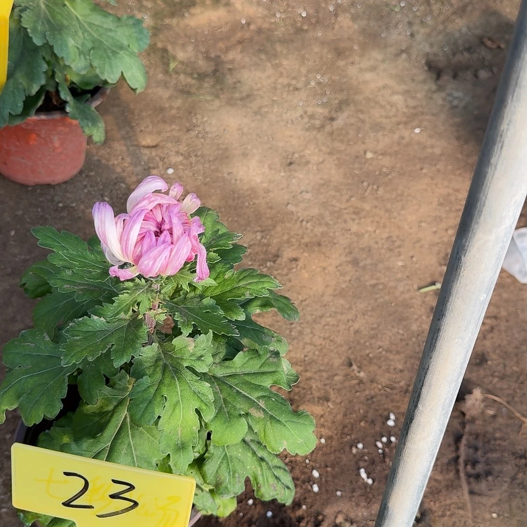 唯***含大部分花苞少量开放23华严