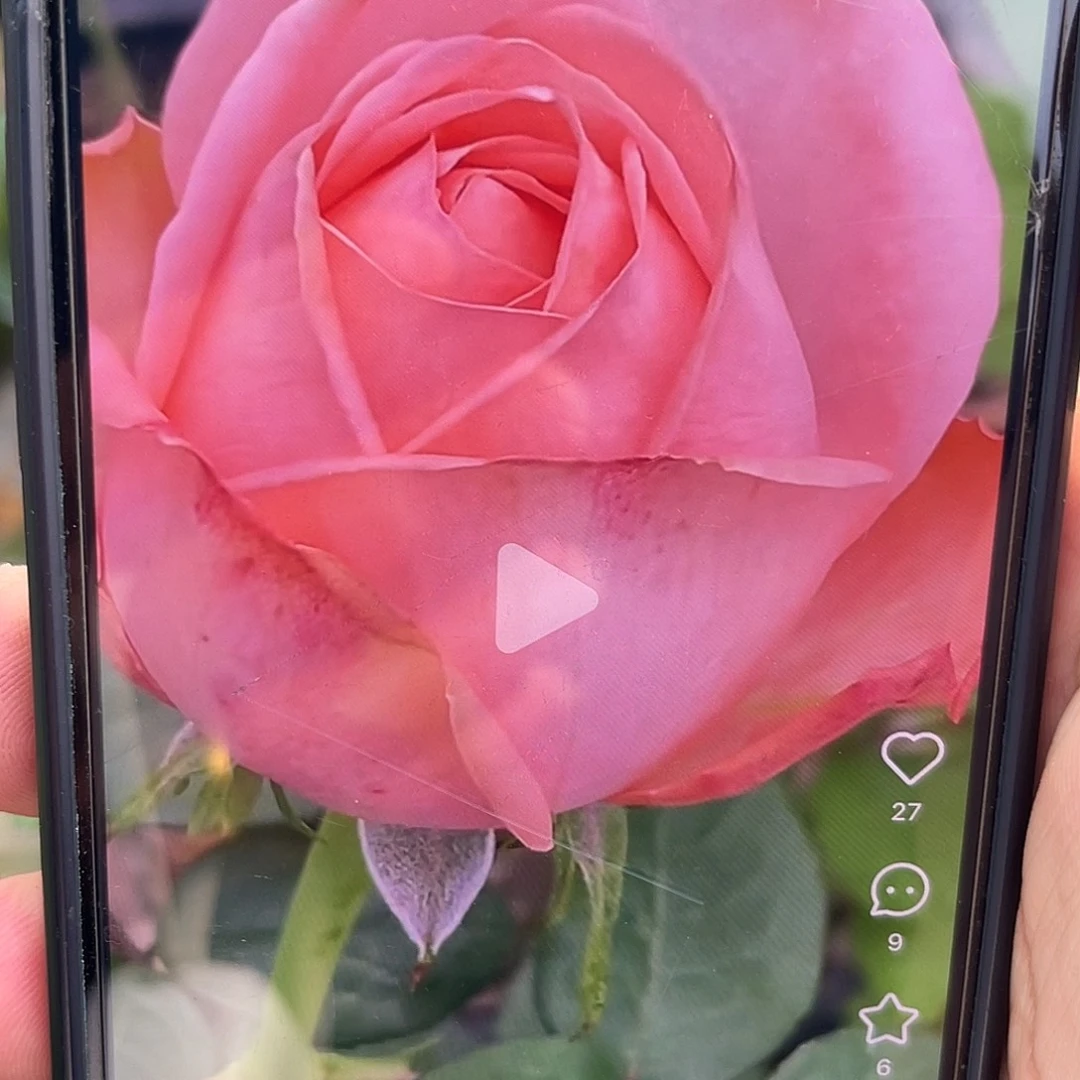 无花朵——-桃 月季