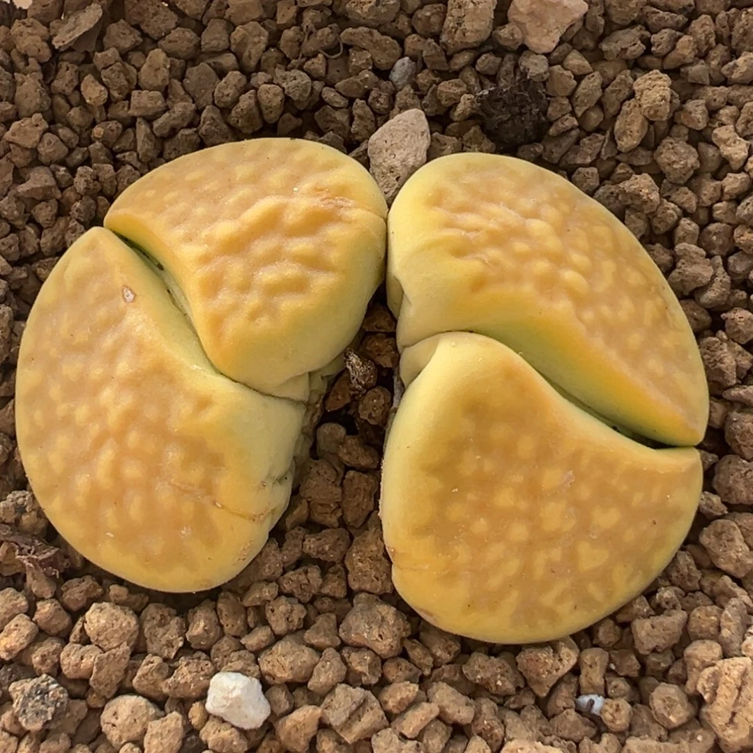 146多肉植物百科植物