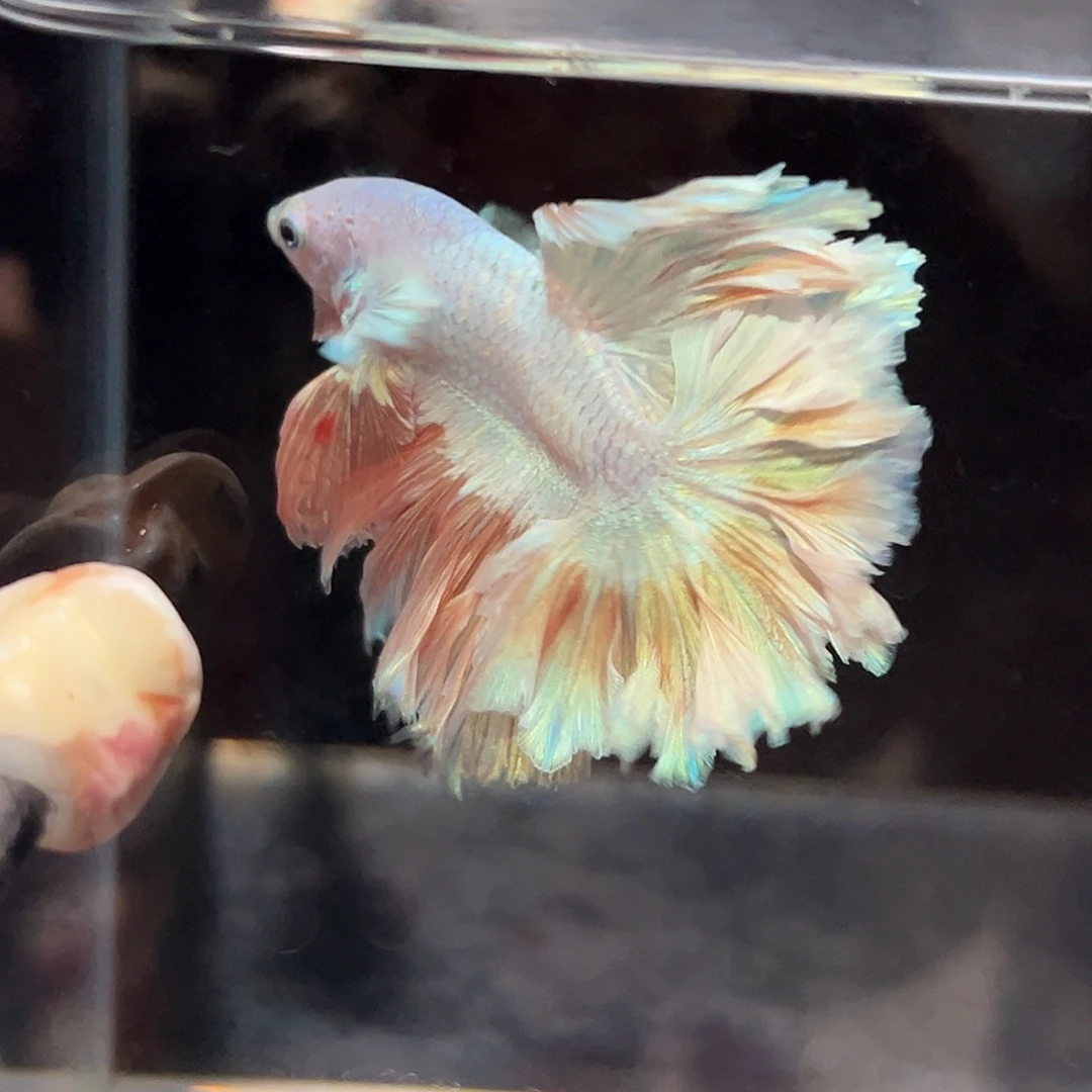斗鱼38号淡粉色绣球