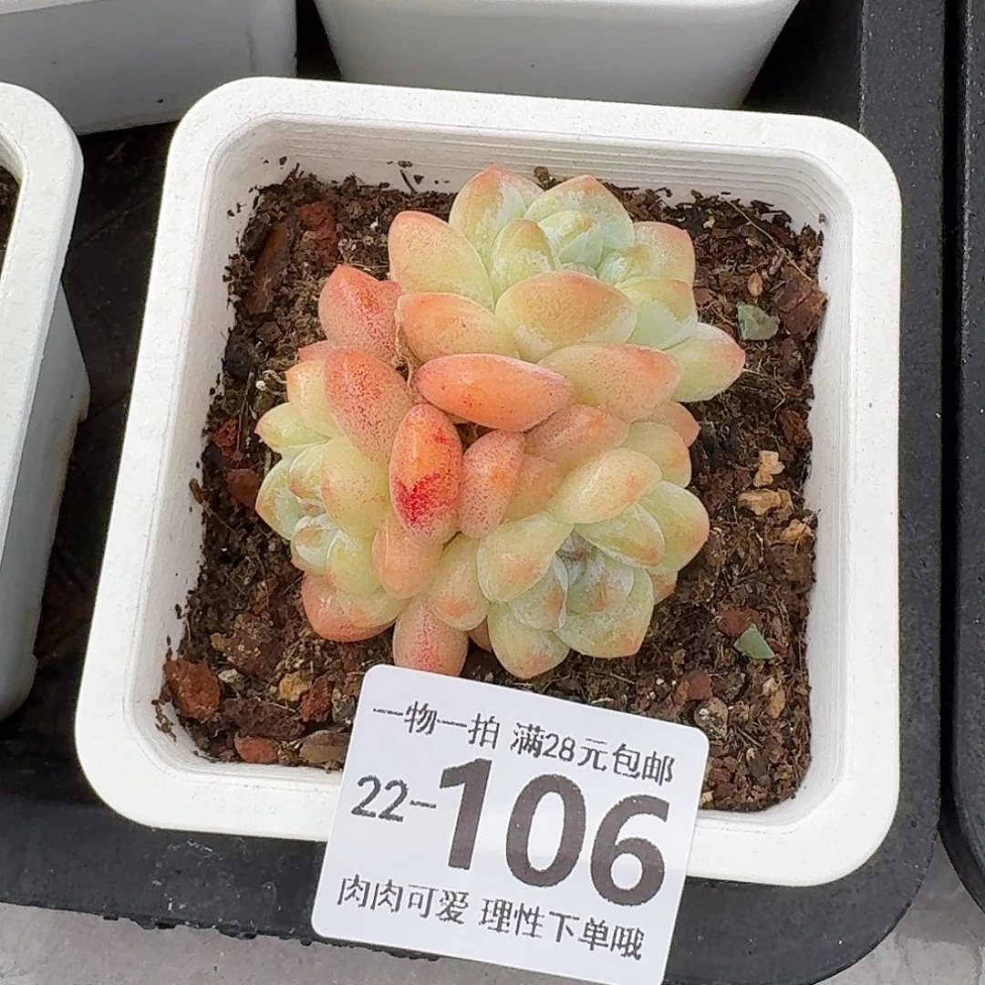 冰玉无盆土发货无