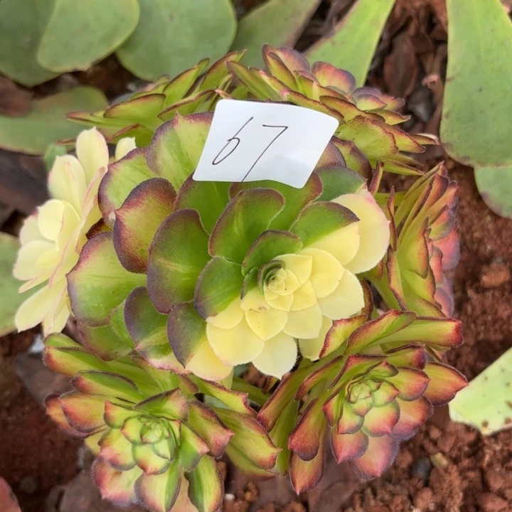 无花朵067特价龙鳞无根无售后