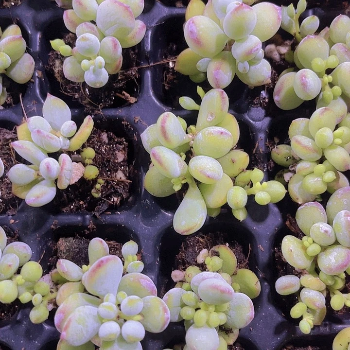 精品达摩福娘多肉植物