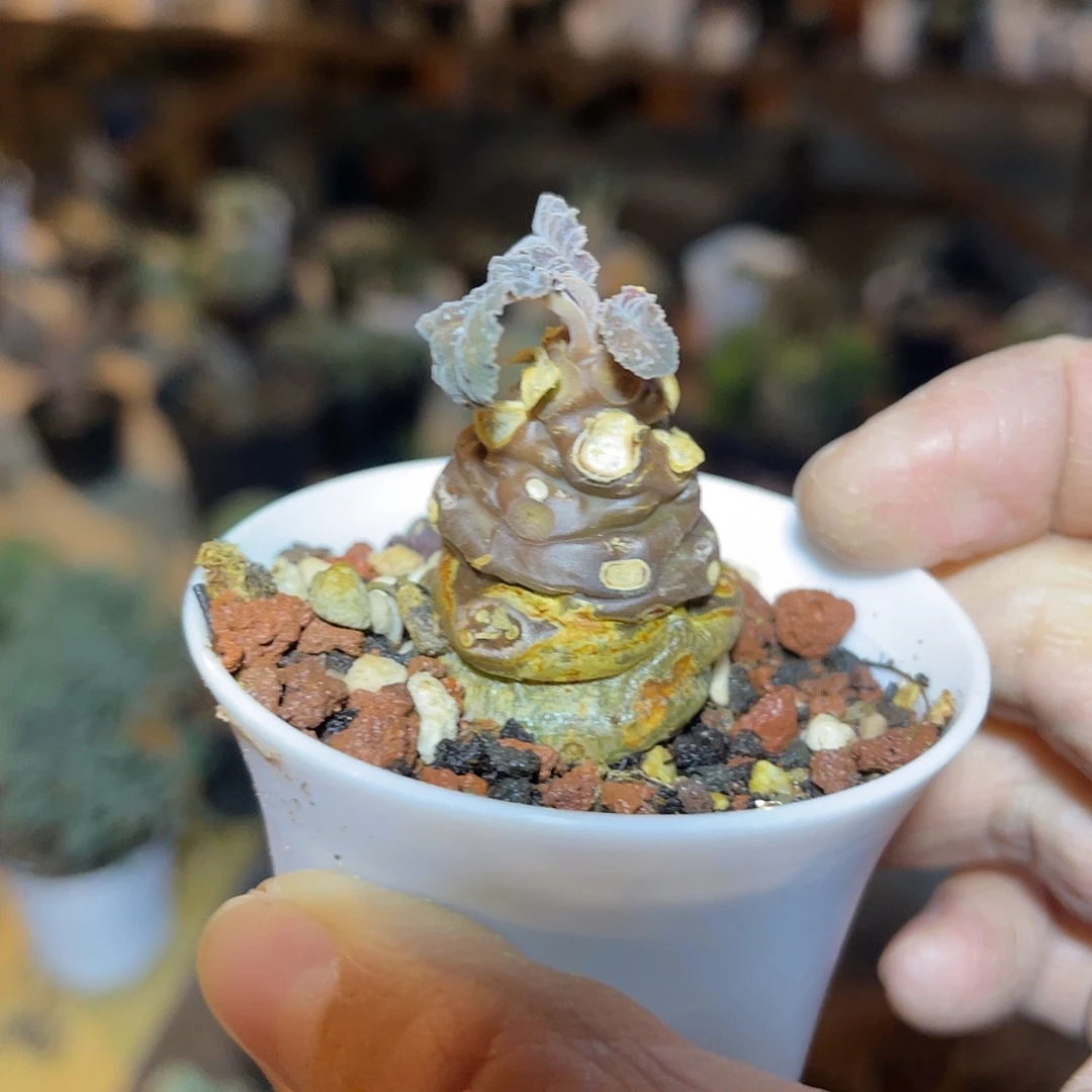 实生琉桑块根一物一拍