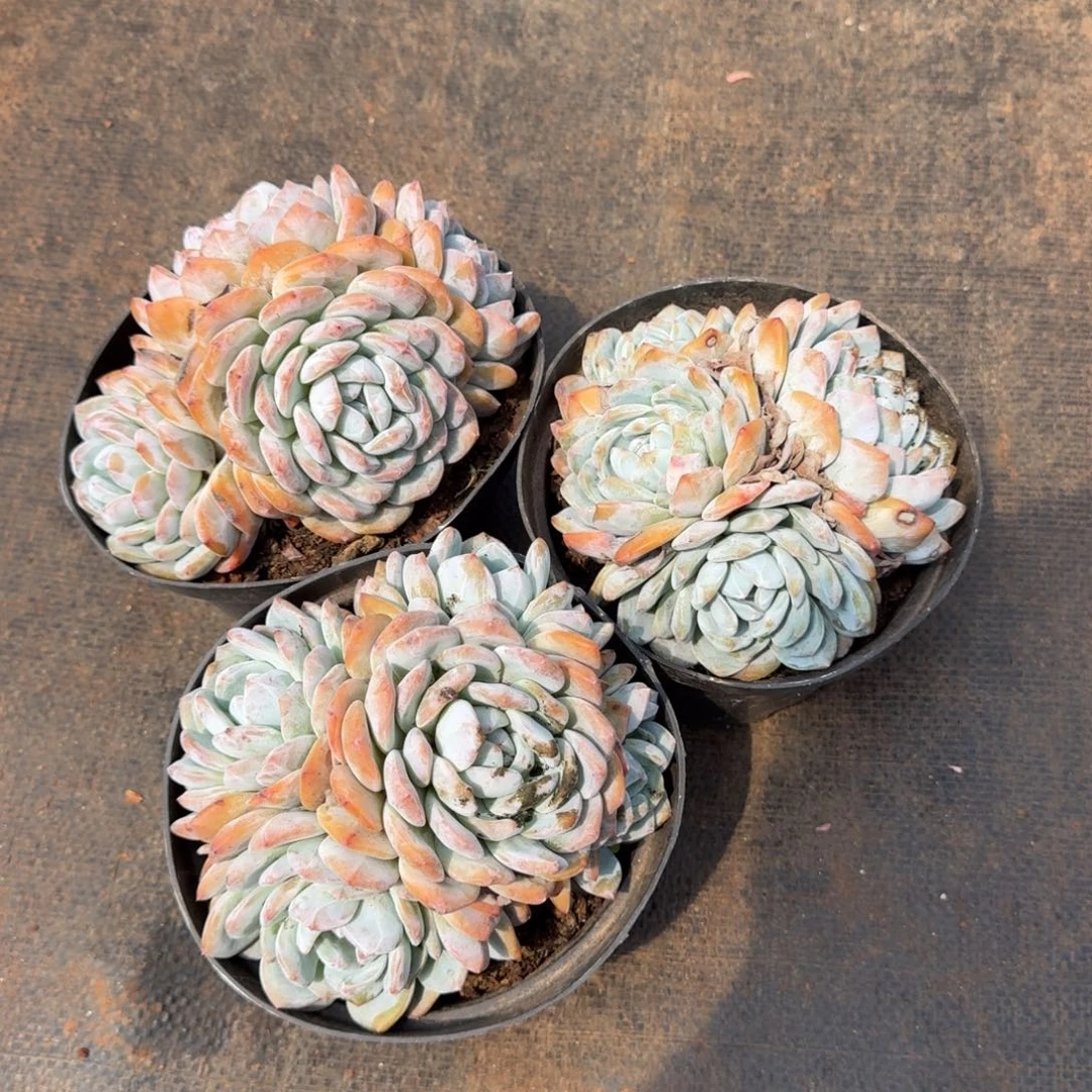 不开花植物2号3个橙子