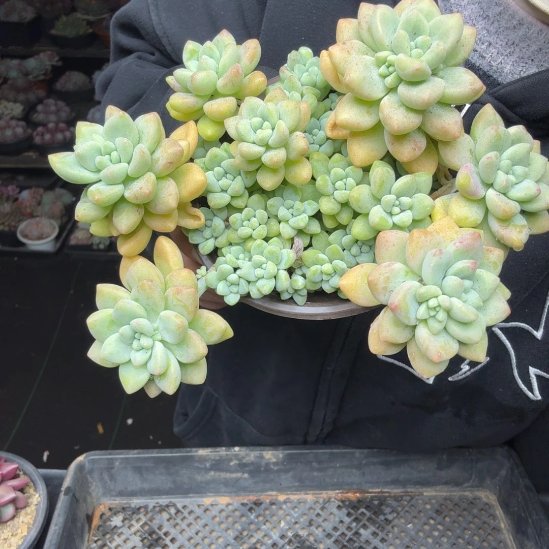 H***l006奶酪蛋糕一颗一物一拍